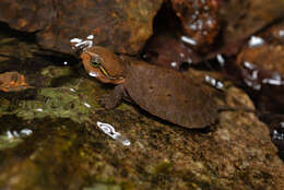 Image of Big-headed Turtle