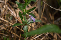 صورة Dyschoriste oblongifolia (Michx.) Kuntze