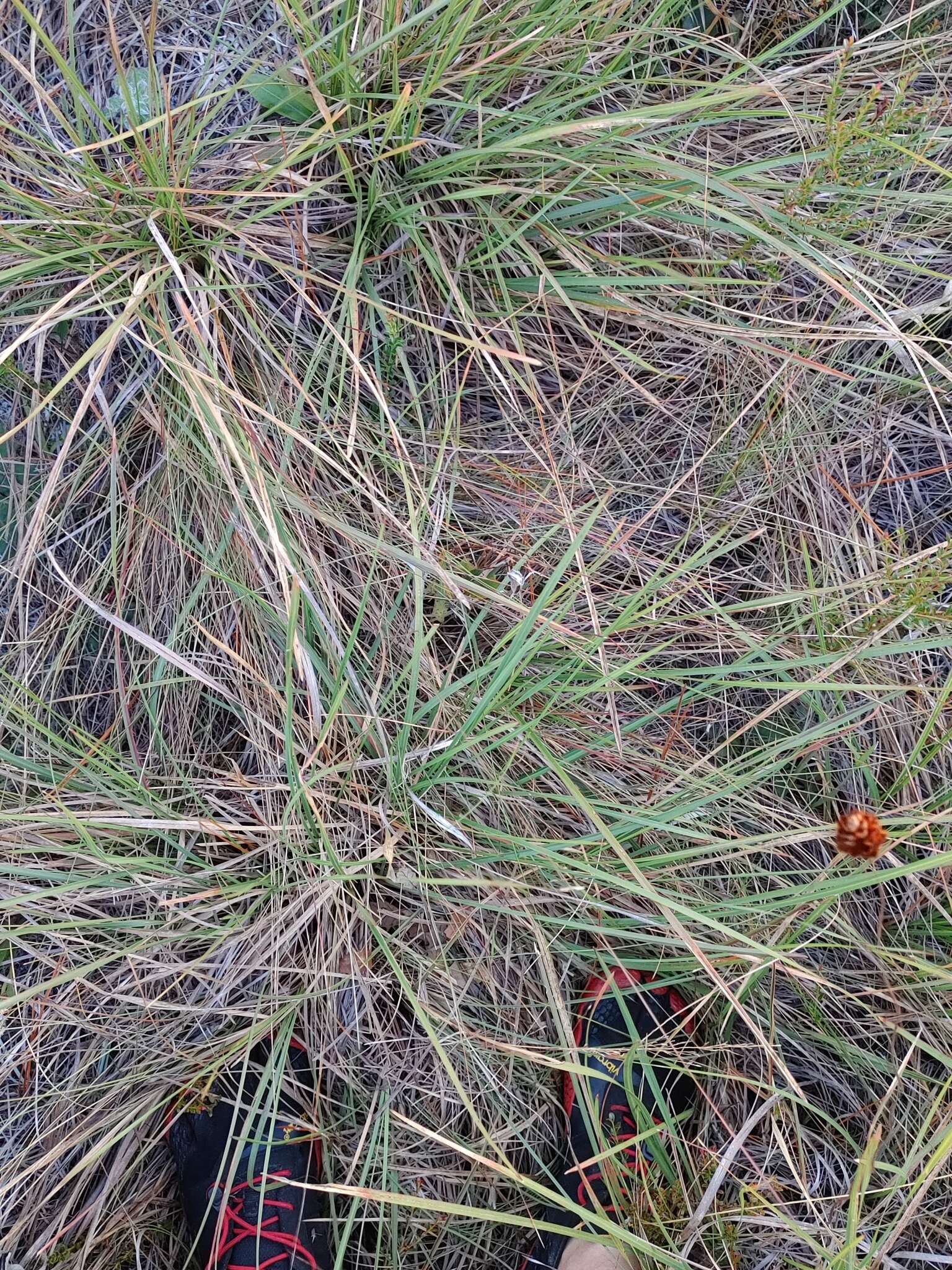 Image of Florida Dropseed