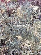 Image of witch's hair lichen