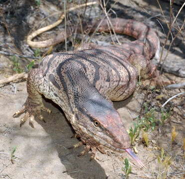 Image of Varanus griseus caspius (Eichwald 1831)