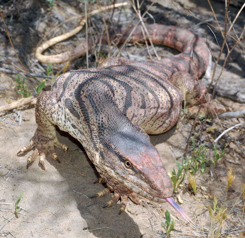 Image of Varanus griseus caspius (Eichwald 1831)