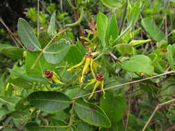 Image of Oxypetalum banksii Schult.