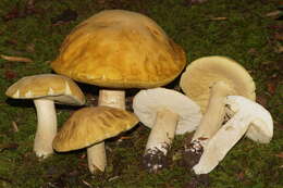 Sivun Boletus nobilis Peck 1905 kuva