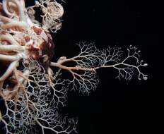 Image of basket star