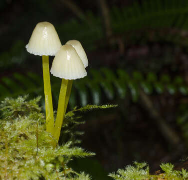 Image of Mycena epipterygia (Scop.) Gray 1821