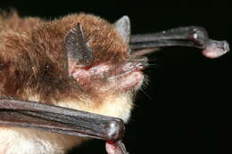 Image of disc-winged bats