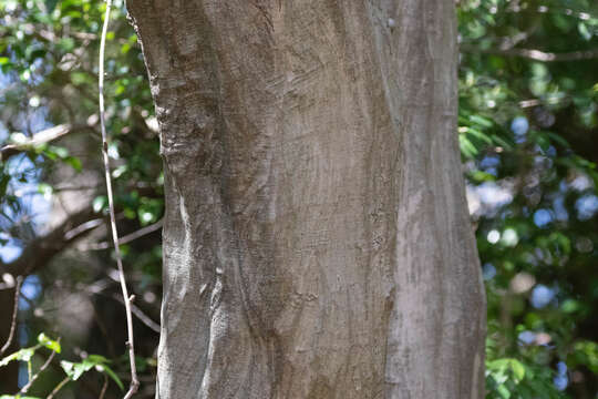 Слика од Carpinus laxiflora (Siebold & Zucc.) Blume