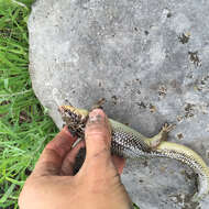 Image of Great Plains skink