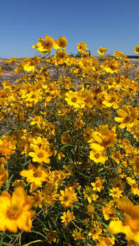 Image of Porter's sunflower