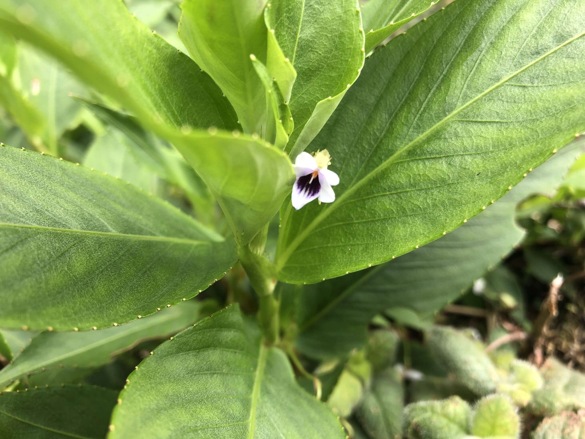 Image of Viola stipularis Sw.
