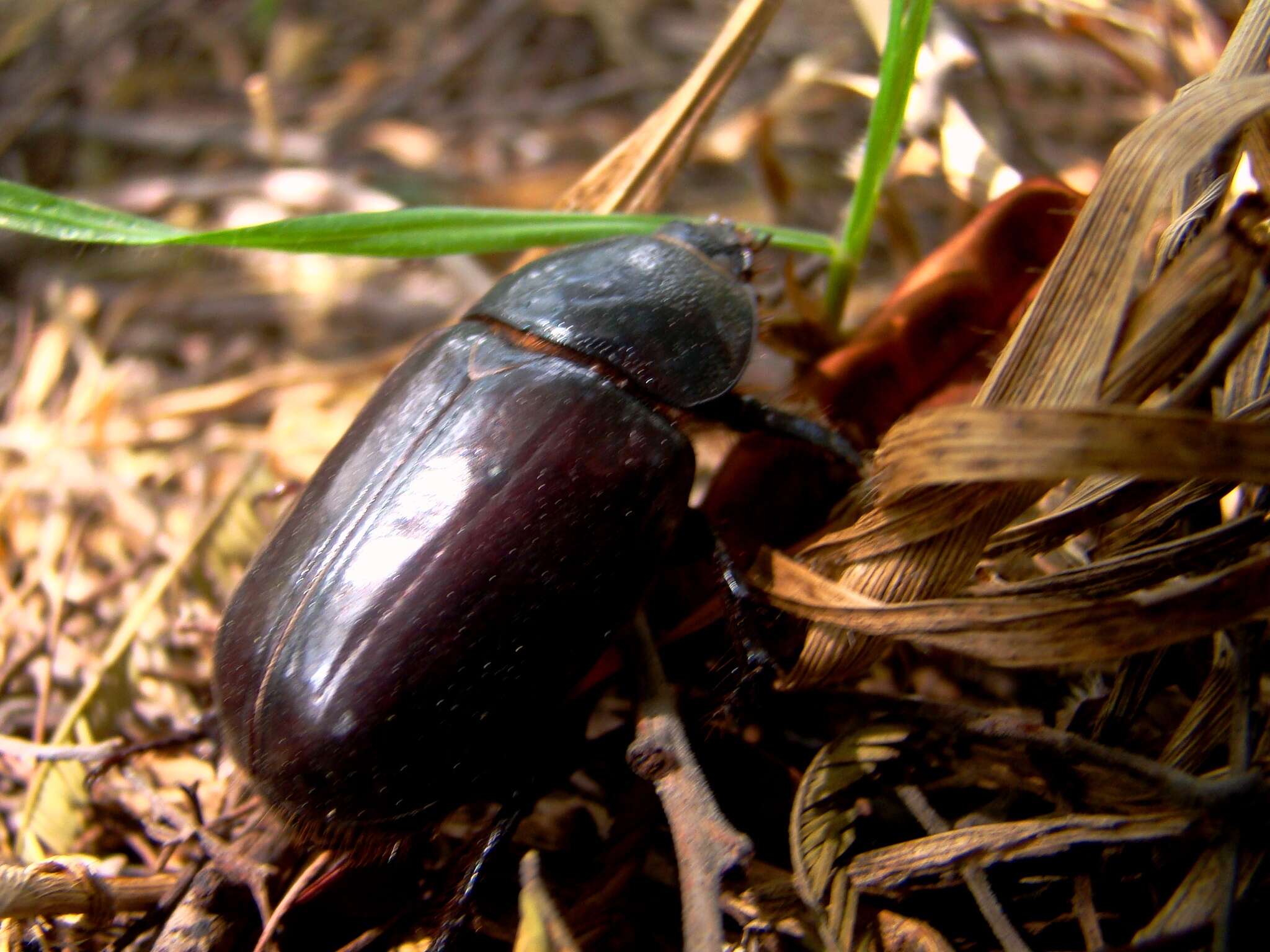 صورة Heterogomphus dilaticollis Burmeister 1847