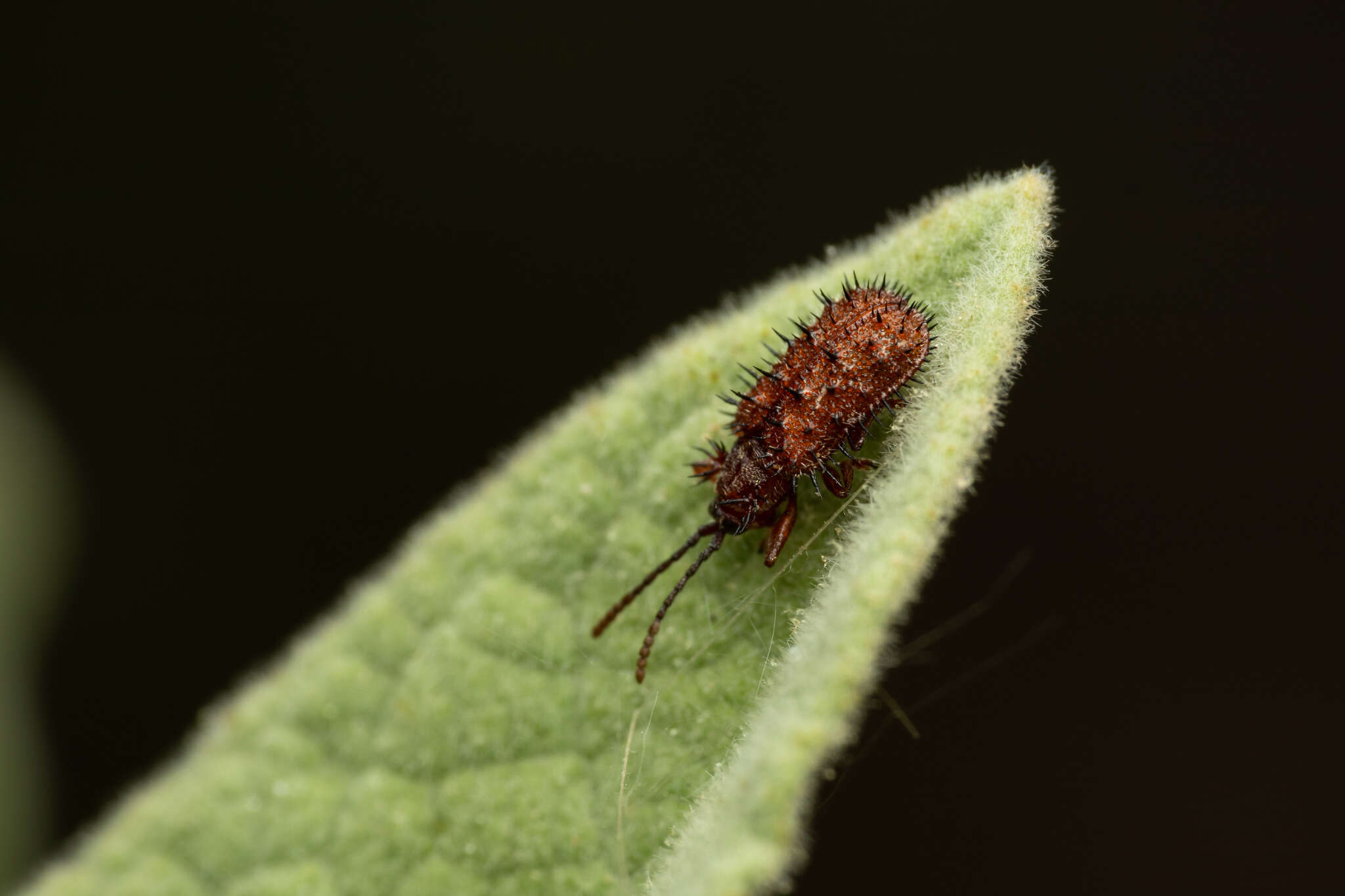 Dicladispa (Dicladispa) testacea (Linnaeus 1767) resmi