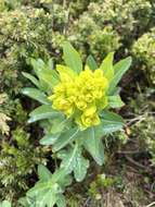 Image of Euphorbia austriaca A. Kern.