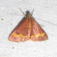 صورة Pyrausta pseuderosnealis Munroe 1976