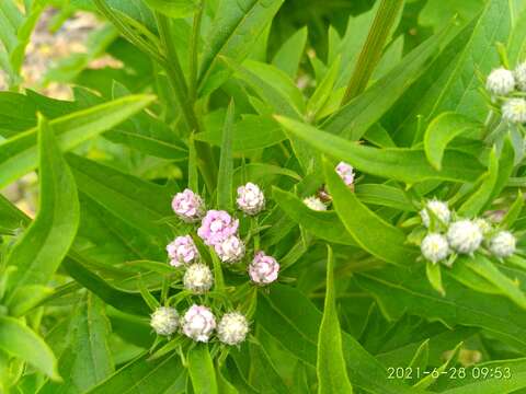 Saussurea pulchella (Fisch.) Fisch. ex Colla的圖片