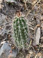 Image of Arizona Hedgehog Cactus