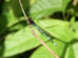 Argia cupraurea Calvert 1902 resmi