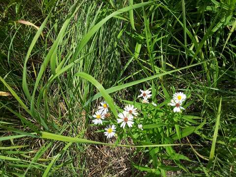 Image of white panicle aster