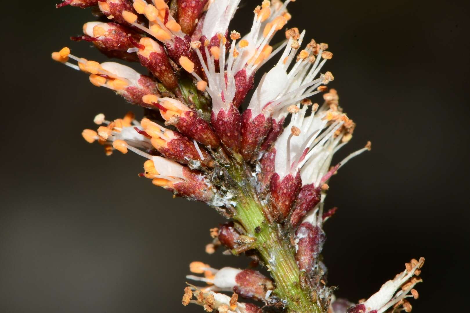 Image of clusterspike false indigo