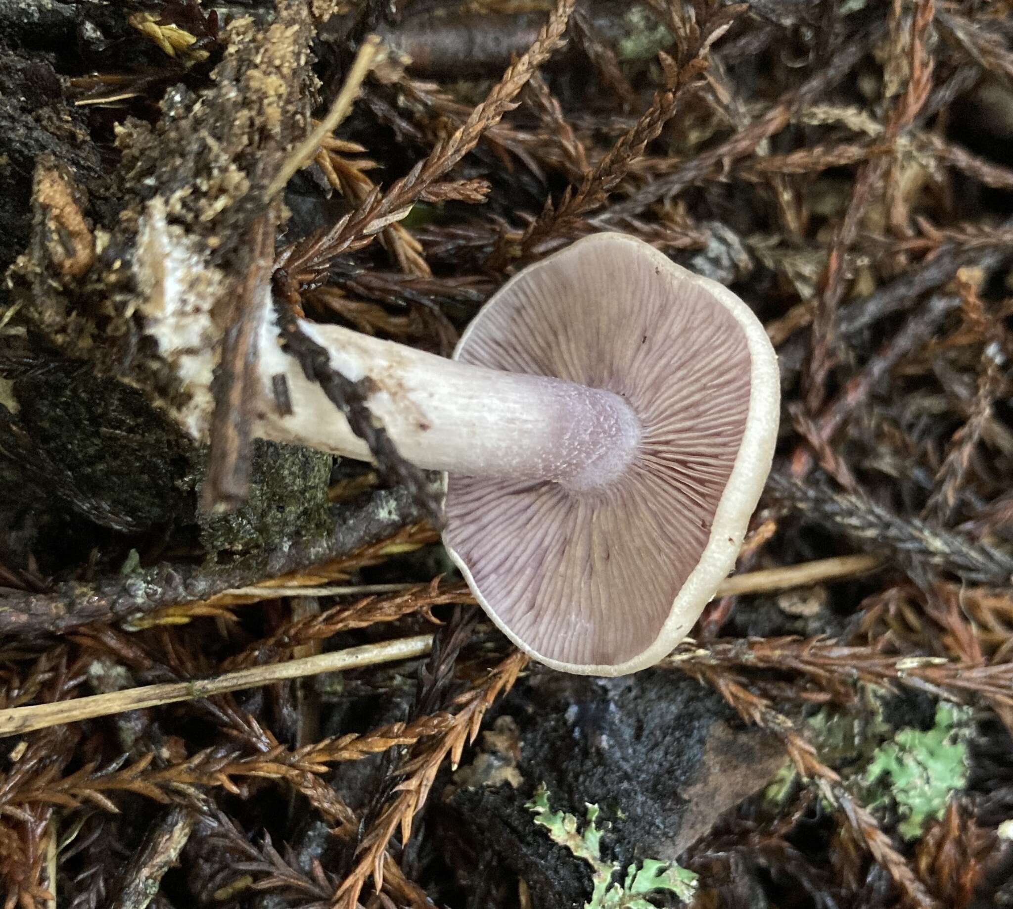 Image of Asproinocybe daleyae