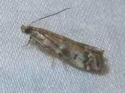 Image of Brower's Vitula Moth