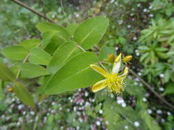 Image of Hypericum grandifolium Choisy