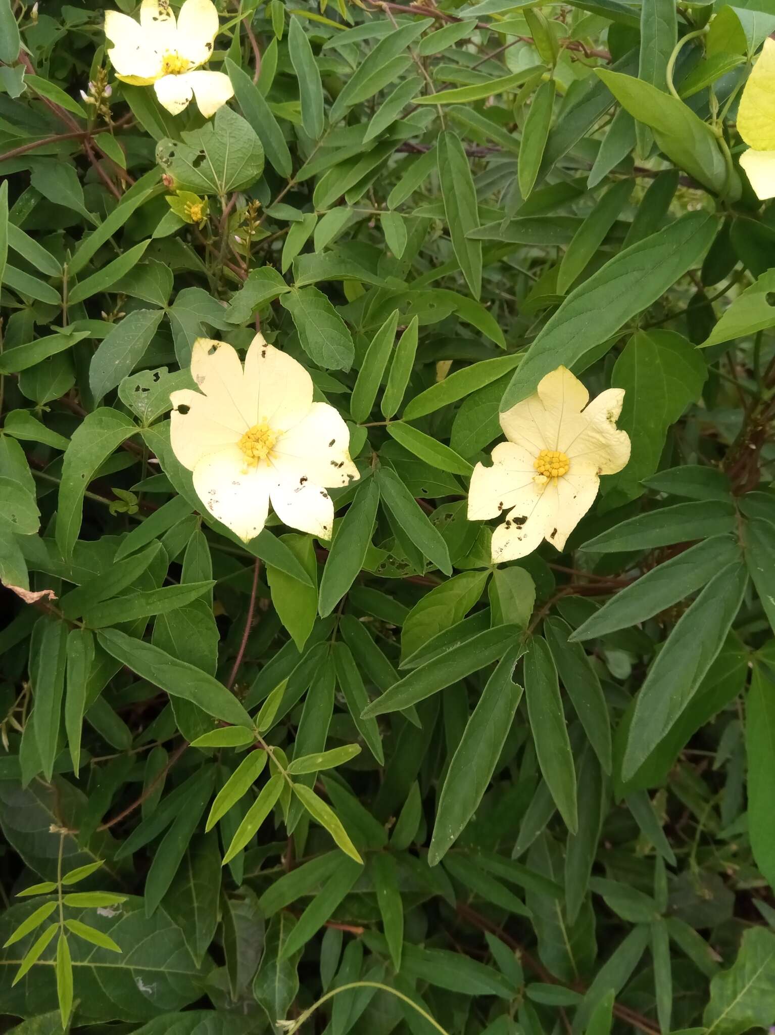 Image of Dalechampia subternata Müll. Arg.