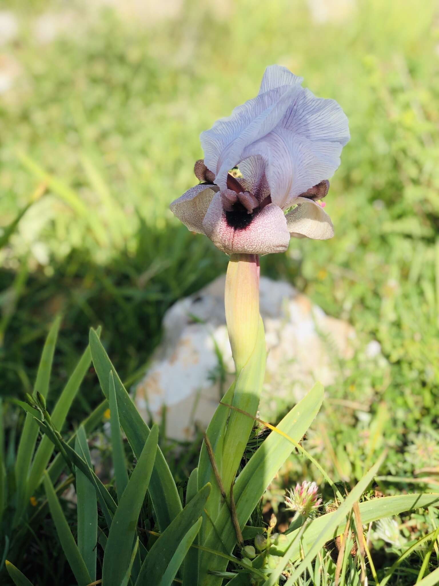 Image of Iris lortetii var. samariae (Dinsm.) Feinbrun