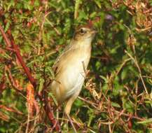 Plancia ëd Schoenicola striatus (Jerdon 1841)