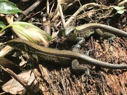 Image of Four-lined Ameiva