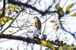 Image of Grey-capped Greenfinch