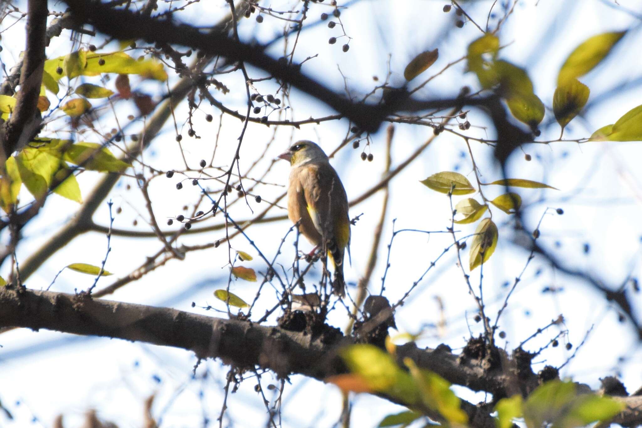 Image of Grey-capped Greenfinch