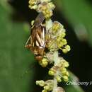 Слика од Liocapsus gotohi Yasunaga & Schwartz 2007