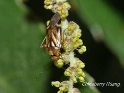 Слика од Liocapsus