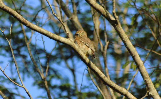 Image of Cuban Pygmy Owl