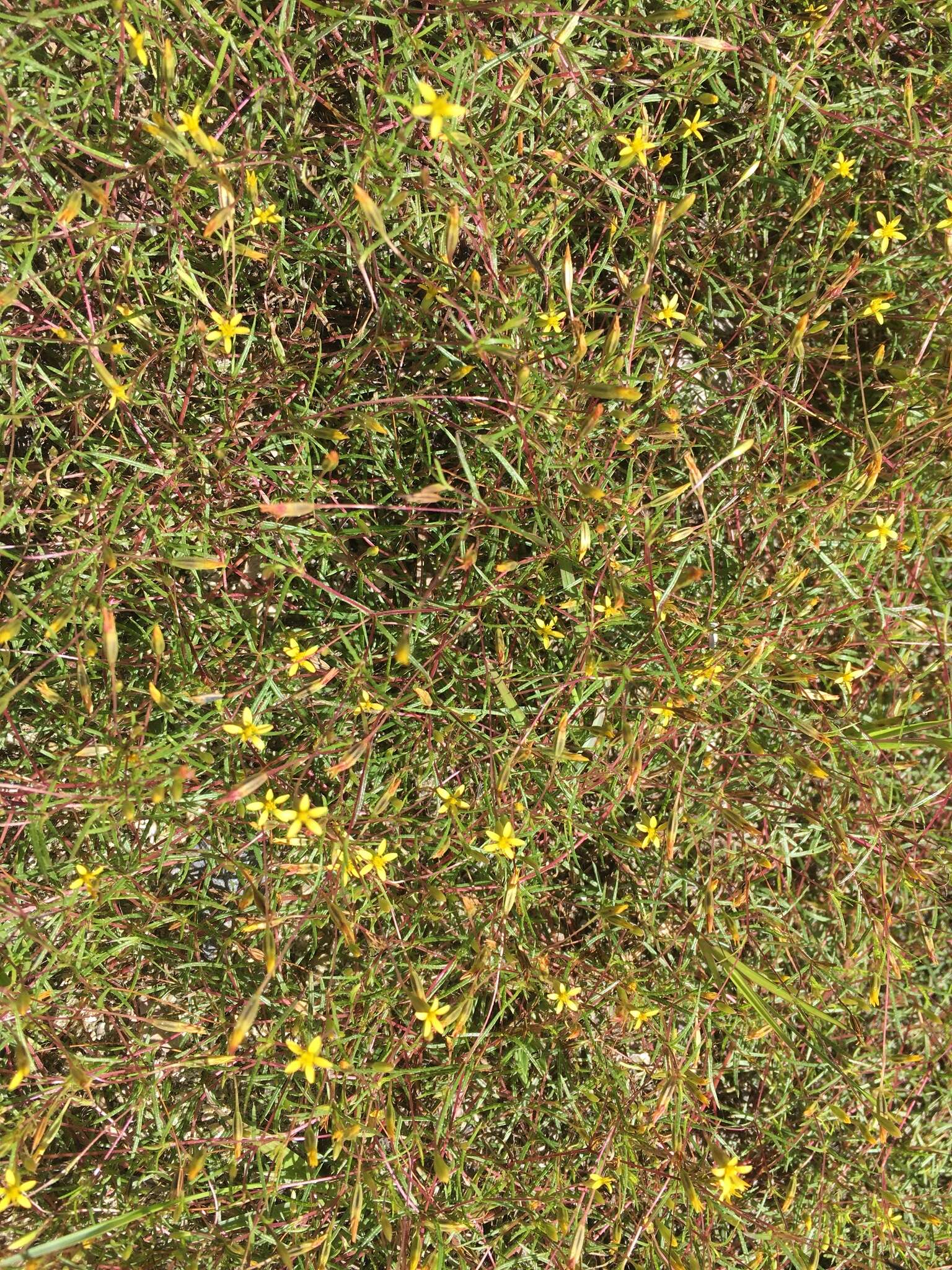 Image of sanddune cinchweed