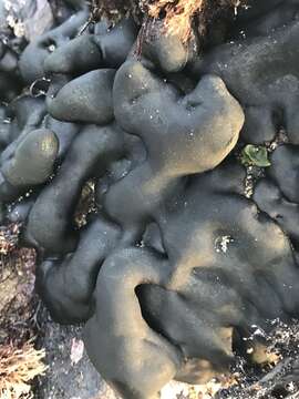 Image of Codium setchellii