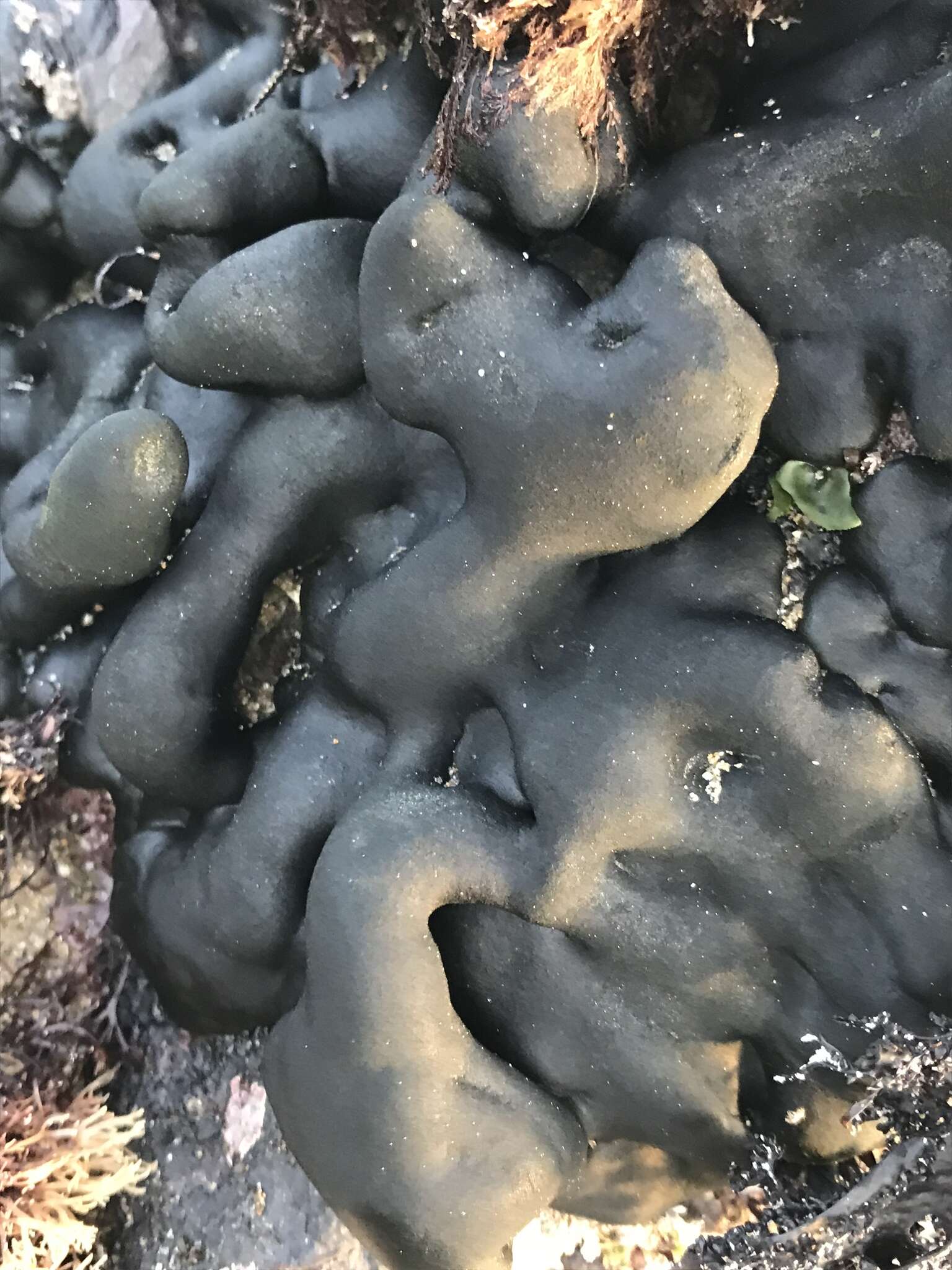 Image of Codium setchellii