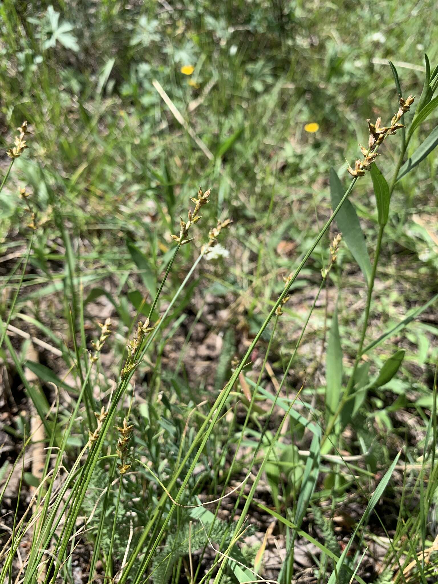 Image of valley sedge