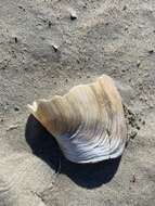 Image of Atlantic geoduck