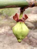 Image of Garcinia pervillei (Planch. & Triana) Vesque