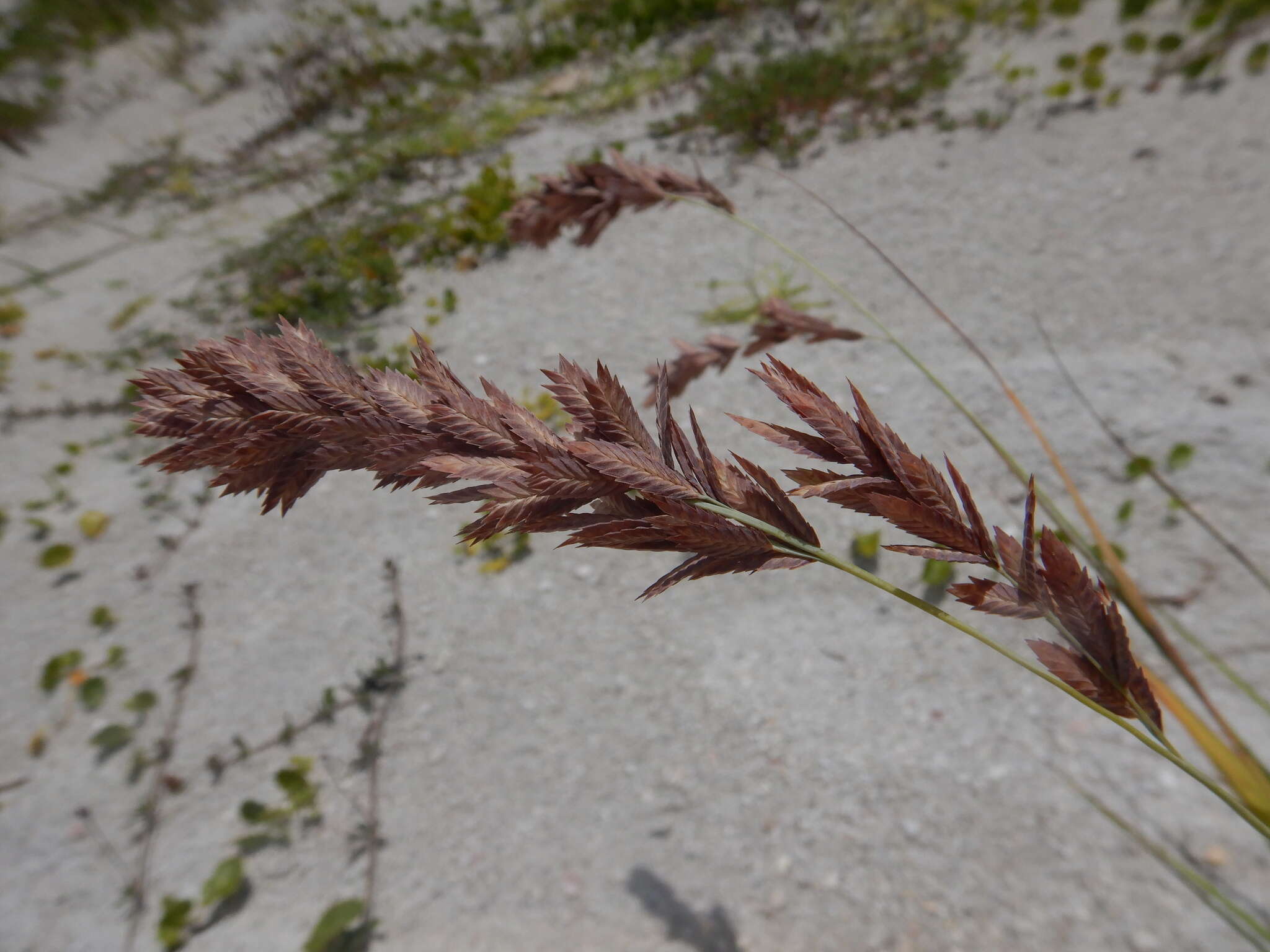 Image of Red Love Grass