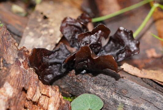 Image of Phaeotremella fimbriata (Pers.) Spirin & Malysheva