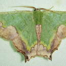 Image of Antharmostes papilio Prout 1912