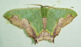 Plancia ëd Antharmostes papilio Prout 1912