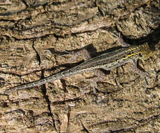 Image de Lygodactylus picturatus (Peters 1870)