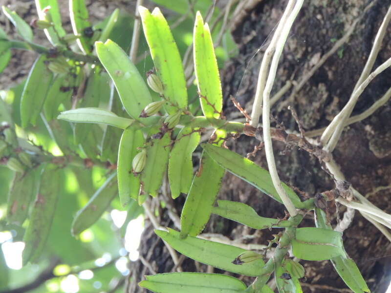 Image of Calyptrochilum