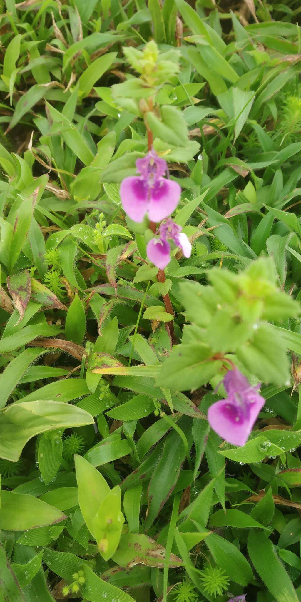 Image of Impatiens lawii Hook. fil. & Thoms.