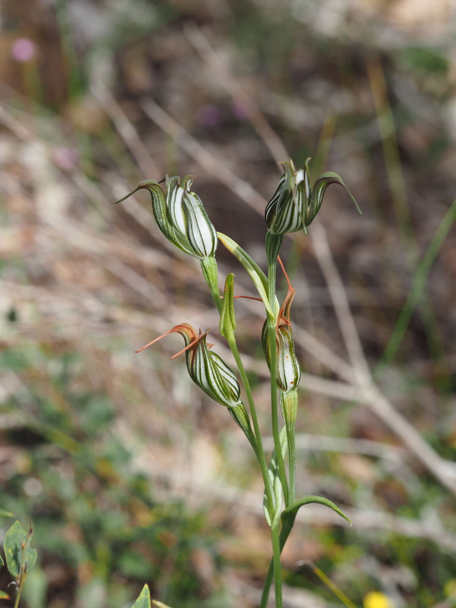 Image of Jug orchid